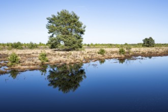 Moorland landscape, Scots pine (Pinus sylvestris), renaturalised, peat-covered moorland, Großes