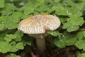 Pearl mushroom or blusher (Amanita rubescens) and common wood sorrel (Oxalis acetosella), North