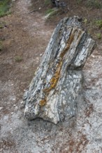 Standing fossilised tree trunk with distinctive grain and colour stripes, Petrified Forest,