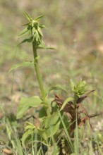 Tremol's helleborine (Epipactis tremolsii, Epipactis helleborine subsp. tremolsii), Provence,