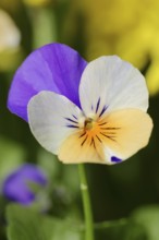 Horned violet or horned pansy (Viola cornuta), flower, North Rhine-Westphalia, Germany, Europe