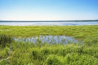 View at a flooded wetland with lush green water plants on the waters edge a beautiful spring day