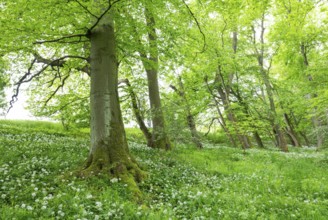 Mixed deciduous forest, ramson (Allium ursinum) flowering, Hainich National Park, Thuringia,