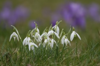 Snowdrops, crocuses in the background