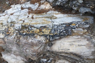 Woodstone with layered minerals and recognisable tree structure, Petrified Forest, Lefkimis,