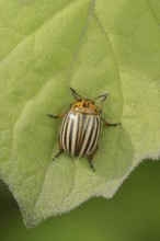 Colorado potato beetle (Leptinotarsa decemlineata), North Rhine-Westphalia, Germany, Europe