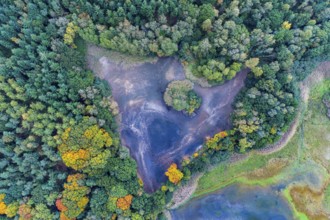 Mixed forest in autumn, colouring, aerial view, forest, autumnal, Ahlhroner Fischteiche,