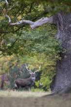 Sika deer (Cervus nippon) adult male buck standing on the edge of a woodland in the autumn,