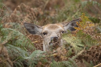 Red deer (Cervus elaphus) adult female doe sitting amongst bracken in the autumn, England, United