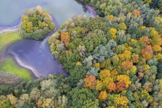 Mixed forest in autumn, colouring, aerial view, forest, autumnal, Ahlhroner Fischteiche,