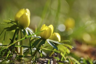 Winter aconites (Eranthis hyemalis), Germany, Europe