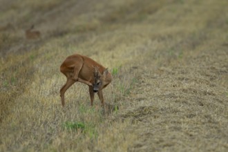 Roe deer (Capreolus capreolus) adult male buck standing in a farmland stubble field, Suffolk,