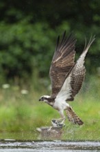 Western osprey (Pandion haliaetus) hunting with a trout, Aviemore, Scotland, Great Britain