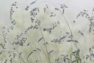 Orchard grass (Dactylis glomerata) with morning dew in fog, North Rhine-Westphalia, Germany, Europe