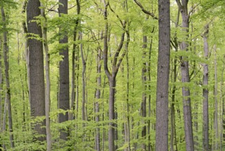 View of a deciduous forest with fresh green leaves, North Rhine-Westphalia, Germany, Europe