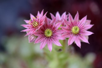 Houseleek (Sempervivum), inflorescence, North Rhine-Westphalia, Germany, Europe