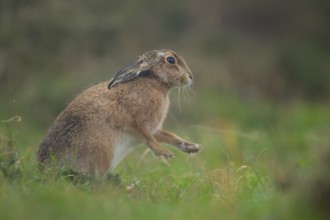 European brown hare (Lepus europaeus) adult animal stretching in grassland, Suffolk, England,