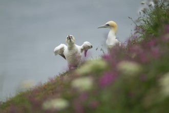 Northern gannet (Morus bassanus) two adult birds amongst flowering summer plants on a cliff top,