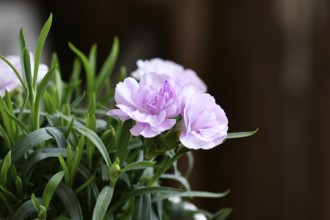 Close up of flowers of light purple Dianthus flowers