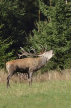 Red deer (Cervus elaphus) during the rutting season, a large stag roaring in a forest clearing,