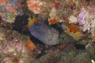 Mediterranean moray eel (Muraena helena) peers out of a colourful reef on the seabed. Dive site