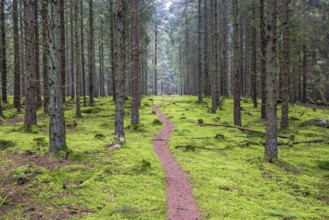 Winding nature footpath in a spruce forest covered with green moss on the forest floor