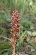 Greater broomrape (Orobanche rapum-genistae), a subspecies of the spiderwort family (Orobanchaceae)