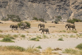 Desert elephants (Loxodonta africana) in the Huab dry river, Damaraland, Kunene region, Namibia,