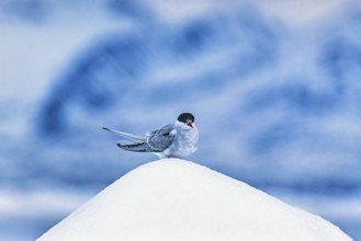 Arctic tern (Sterna paradisaea) sitting on top of a iceberg in Arctic, Svalbard, Norway, Europe