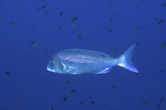 Common dentex (Dentex dentex) in the Mediterranean Sea near Hyères. Dive site Giens Peninsula, Côte