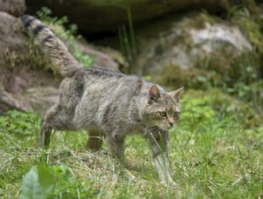 European wildcat (Felis silvestris) walking through its territory, captive, Germany, Europe