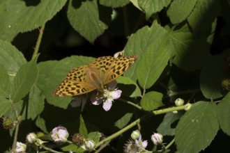 Silver-washed fritillary (Argynnis paphia) butterfly feeding on a Bramble flower in a woodland,