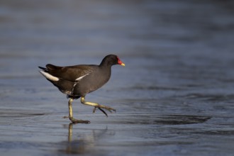 Common moorhen (Gallinula chloropus) adult bird walking on a frozen lake in winter, England, United