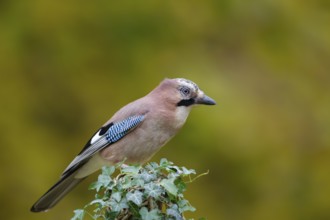 Eurasian jay (Garrulus glandarius) adult bird on an ivy covered tree stump, England, United