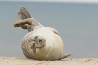 Grey seal (Halichoerus grypus) adult animal sleeping on a seaside beach, Norfolk, England, United