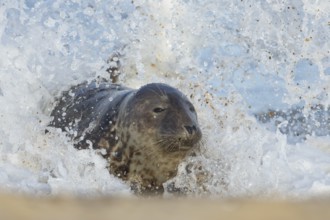 Grey seal (Halichoerus grypus) adult animal in the surf of the sea as a wave breaks over its body,