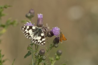 Marbled white (Melanargia galathea) butterfly feeding on a Creeping thistle flower in the summer,