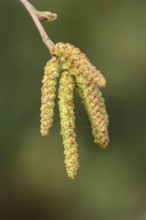 Gray alder (Alnus incana), male catkins, North Rhine-Westphalia, Germany, Europe