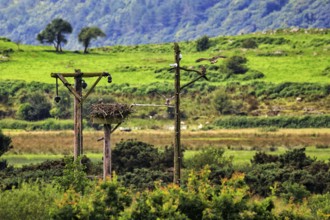 White-tailed Eagle Observatory, eyrie at Dyfi Wildlife Centre, Dyfi UNESCO Biosphere Reserve for