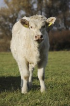 Charolais cattle (Bos primigenius taurus) on a pasture, North Rhine-Westphalia, Germany, Europe