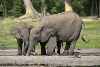 African forest elephants (Loxodonta cyclotis) in the Dzanga Bai forest clearing, Dzanga-Ndoki