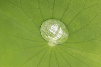 Indian lotus flower (Nelumbo nucifera, Nelumbium speciosum), leaf with water droplets, ornamental