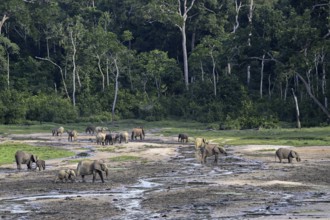 African forest elephants (Loxodonta cyclotis) in the Dzanga Bai forest clearing, Dzanga-Ndoki