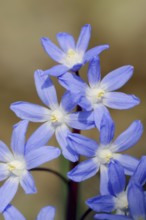 Lucile's glory-of-the-snow (Chionodoxa luciliae), flowers, ornamental plant, North