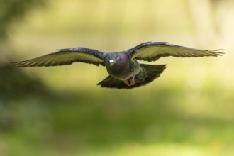 City dove (Columba livia forma domestica) in flight, wildlife, Germany, Europe