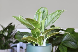 Potted tropical 'Aglaonema Royal Diamond' houseplant with silver pattern