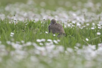 Common redshank (Tringa totanus), in a flower meadow, Lower Rhine, North Rhine-Westphalia, Germany,