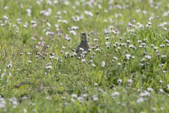 Eurasian skylark (Alauda arvensis), sitting in a flower meadow, Lower Rhine, North