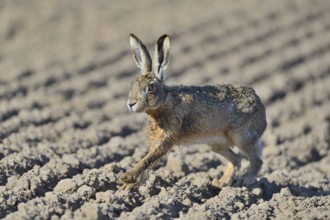 Hare (Lepus europaeus), on a field, Lower Rhine, North Rhine-Westphalia, Germany, Europe