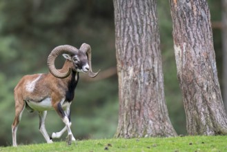 Mouflon (Ovis orientalis), Haltern, North Rhine-Westphalia, Germany, Europe